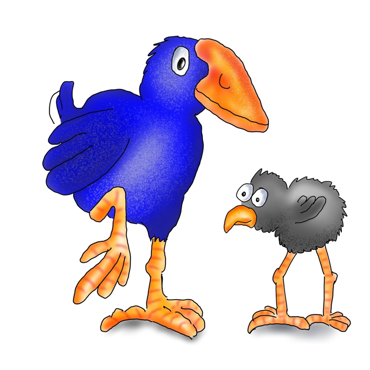 Pukeko with its fluffy grey chick